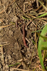 Pontoscolex corethrurus