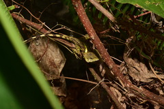 Diploderma swinhonis