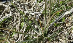 Bulbine