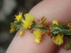 Acacia chrysocephala