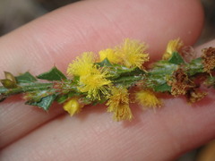 Acacia chrysocephala