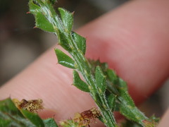 Acacia chrysocephala