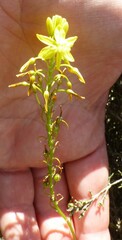 Bulbine