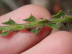 Acacia chrysocephala