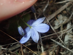 Chamaescilla corymbosa