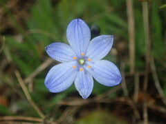 Chamaescilla corymbosa