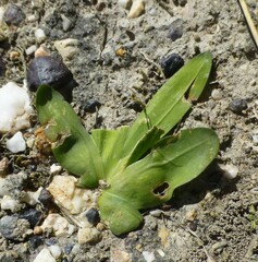Freesia caryophyllacea