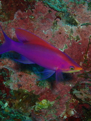 Mirolabrichthys tuka