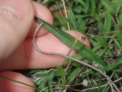 Chamaescilla corymbosa