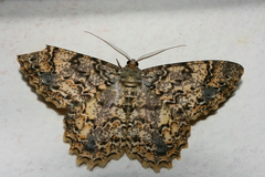 Epimecis
