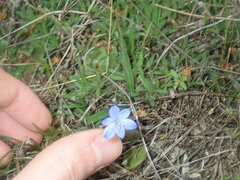 Chamaescilla corymbosa