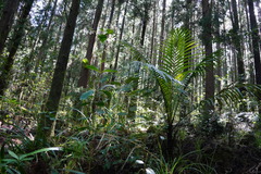 Acanthophoenix rubra