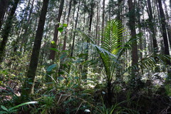 Acanthophoenix rubra