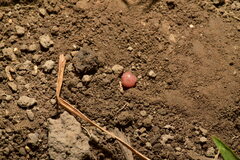 Pontoscolex corethrurus