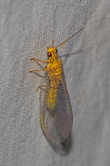 Calochrysa extranea