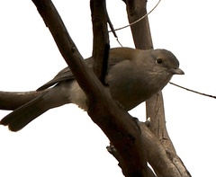 Colluricincla harmonica
