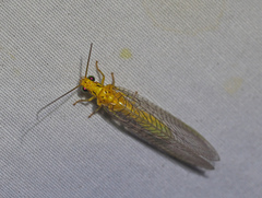 Calochrysa extranea