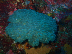 Physogyra lichtensteini