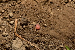 Pontoscolex corethrurus