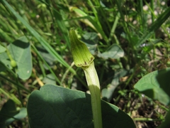 Aristolochia paucinervis