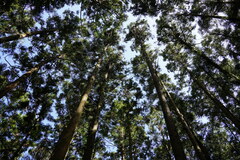 Cryptomeria japonica