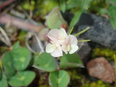 Trifolium subterraneum