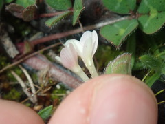 Trifolium subterraneum