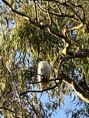 Cacatua