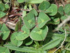 Trifolium subterraneum