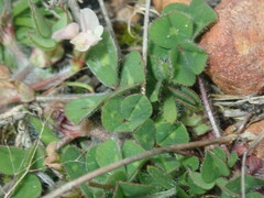 Trifolium subterraneum