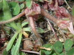 Trifolium subterraneum