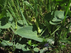 Aristolochia paucinervis