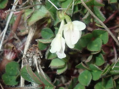 Trifolium subterraneum