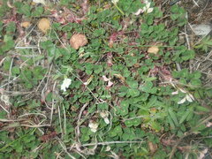 Trifolium subterraneum