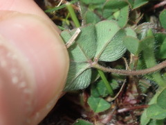 Trifolium subterraneum