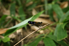 Aristocypha quadrimaculata