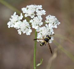Ceriana vespiformis