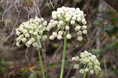 Angelica tomentosa