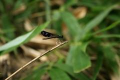 Aristocypha quadrimaculata