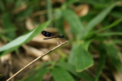 Aristocypha quadrimaculata