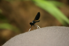 Aristocypha quadrimaculata