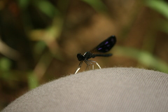 Aristocypha quadrimaculata