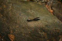 Aristocypha quadrimaculata