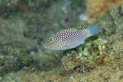 Canthigaster jactator