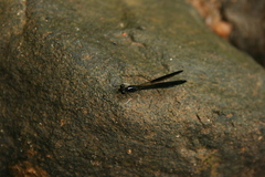Aristocypha quadrimaculata