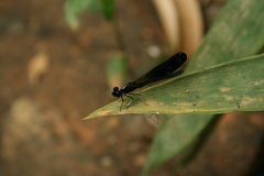 Aristocypha quadrimaculata
