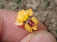 Goodenia trinervis