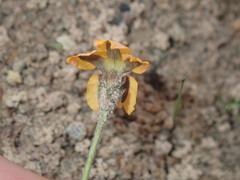 Goodenia trinervis