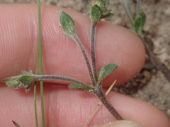 Goodenia trinervis