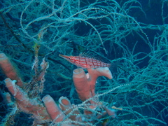 Oxycirrhites typus